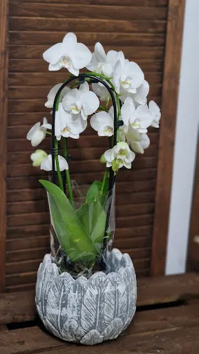 Kwiaty na Grodzkiej 49